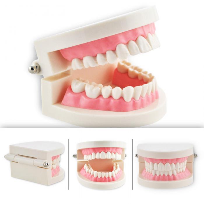 Study Teaching dimostrazione denti standard Model