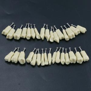 Typodont Dentale M8021/M8022 28/32 Pezzi Denti di ricambio (Compatibile con Nissin Kilgore)