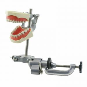 Modello dentale Typodont con montaggio su palo (Denti da allenamento da 32 pezzi)