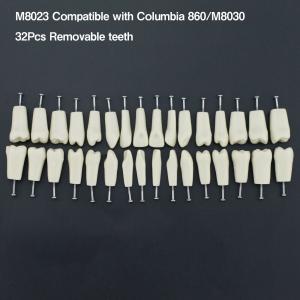 Typodont Dentale M8021 32 Pezzi Denti di ricambio (Compatibile con Columbia 860)