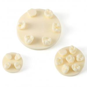 Kit di formazione per modelli di pratica della morfologia dei denti, 3 pezzi/confezione, posizioni U6/L6/U4 (gesso/resina)