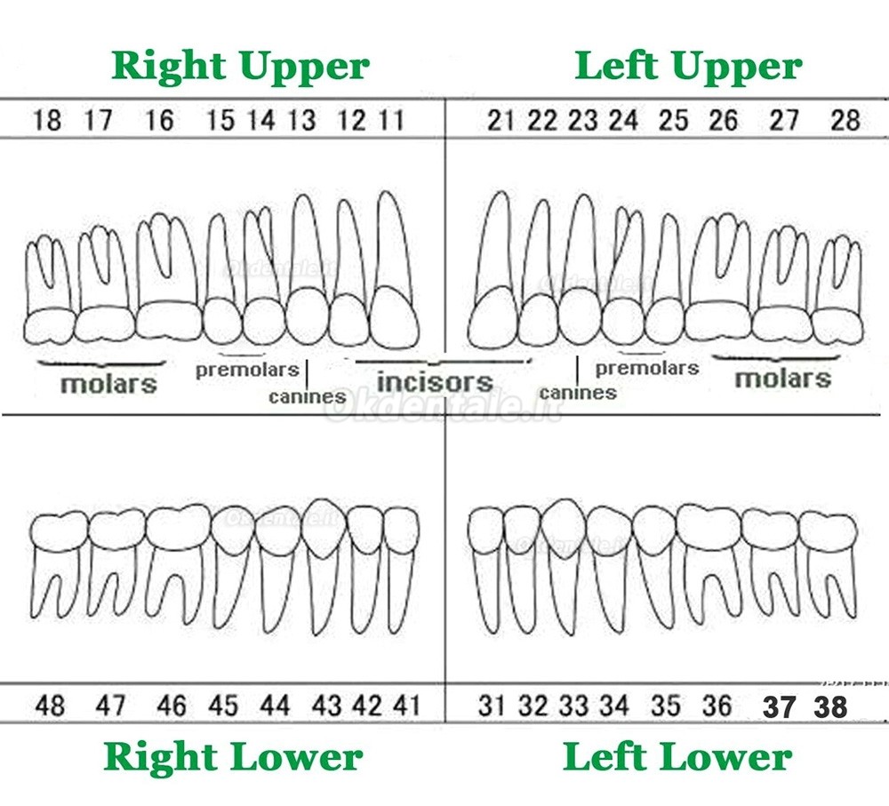 32 pezzi Denti Rimovibili Modello Standard per Restauro Dentale (Compatibile Frasaco AG3 Typodont)