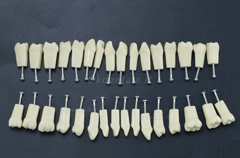 32 pezzi Denti Rimovibili Modello Standard per Restauro Dentale (Compatibile Frasaco AG3 Typodont)