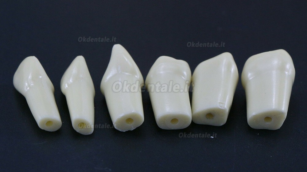 32 pezzi Denti Rimovibili Modello Standard per Restauro Dentale (Compatibile Frasaco AG3 Typodont)
