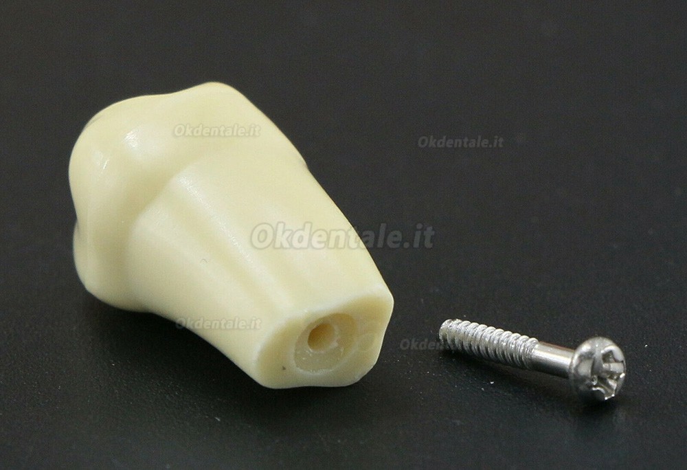 32 pezzi Denti Rimovibili Modello Standard per Restauro Dentale (Compatibile Frasaco AG3 Typodont)