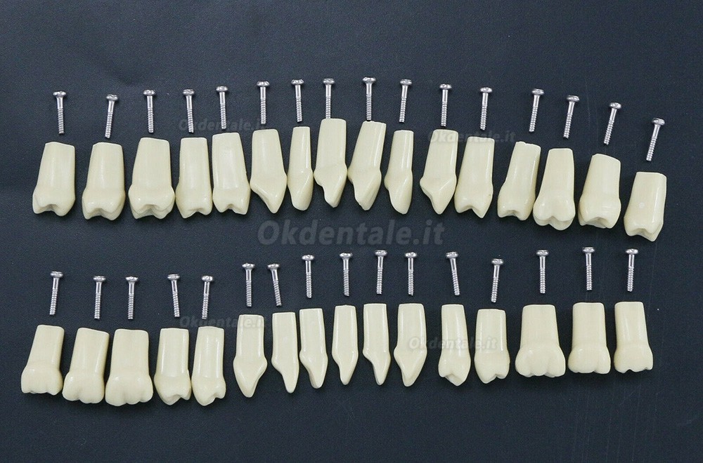 32 pezzi Denti Rimovibili Modello Standard per Restauro Dentale (Compatibile Frasaco AG3 Typodont)