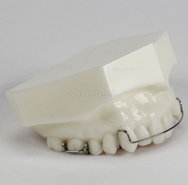 Modello ortodontico Manutenzione da Trattamento M3007