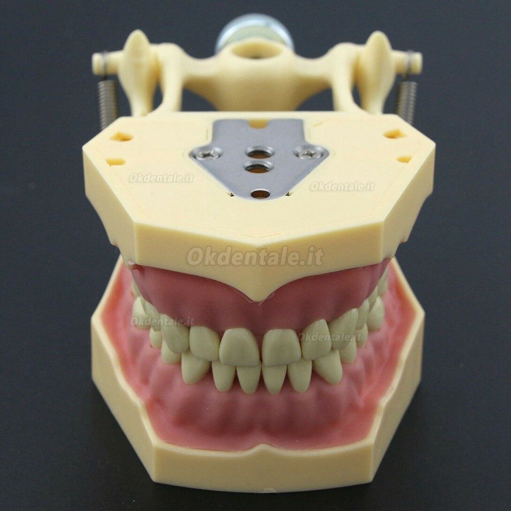 Dentale M8014-2 Typodont  Restauro Modello Frasaco Ag3 Compatibile