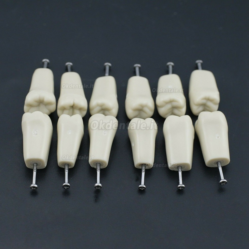 Typodont Dentale M8021 32 Pezzi Denti di ricambio (Compatibile con Columbia 860)