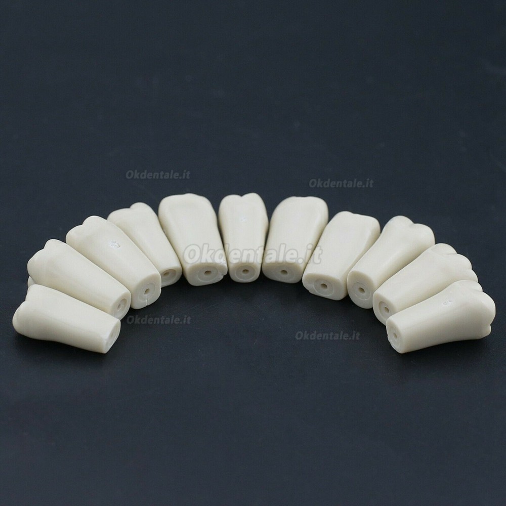 Typodont Dentale M8021 32 Pezzi Denti di ricambio (Compatibile con Columbia 860)