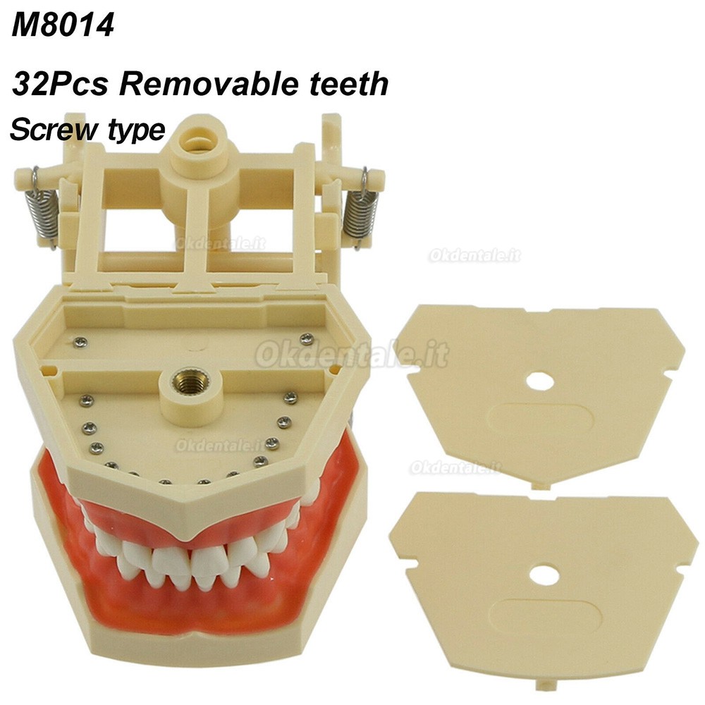 Modello typodont protesico dentale M8014 32 pezzi denti compatibile Frasaco AG3