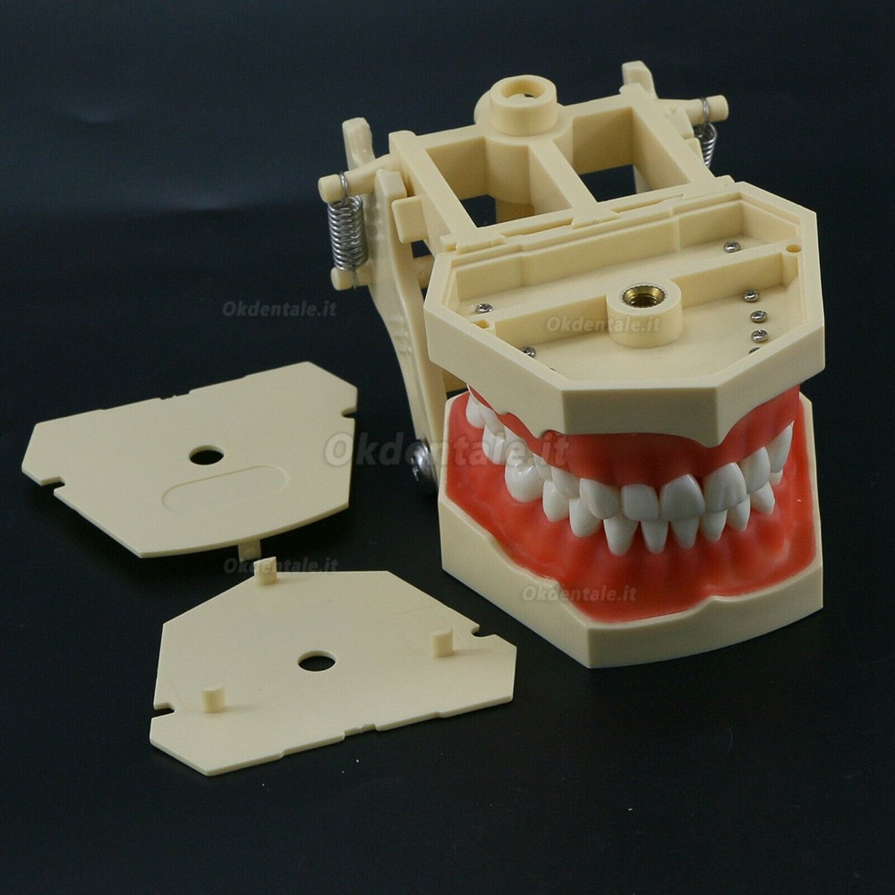 Modello typodont protesico dentale M8014 32 pezzi denti compatibile Frasaco AG3