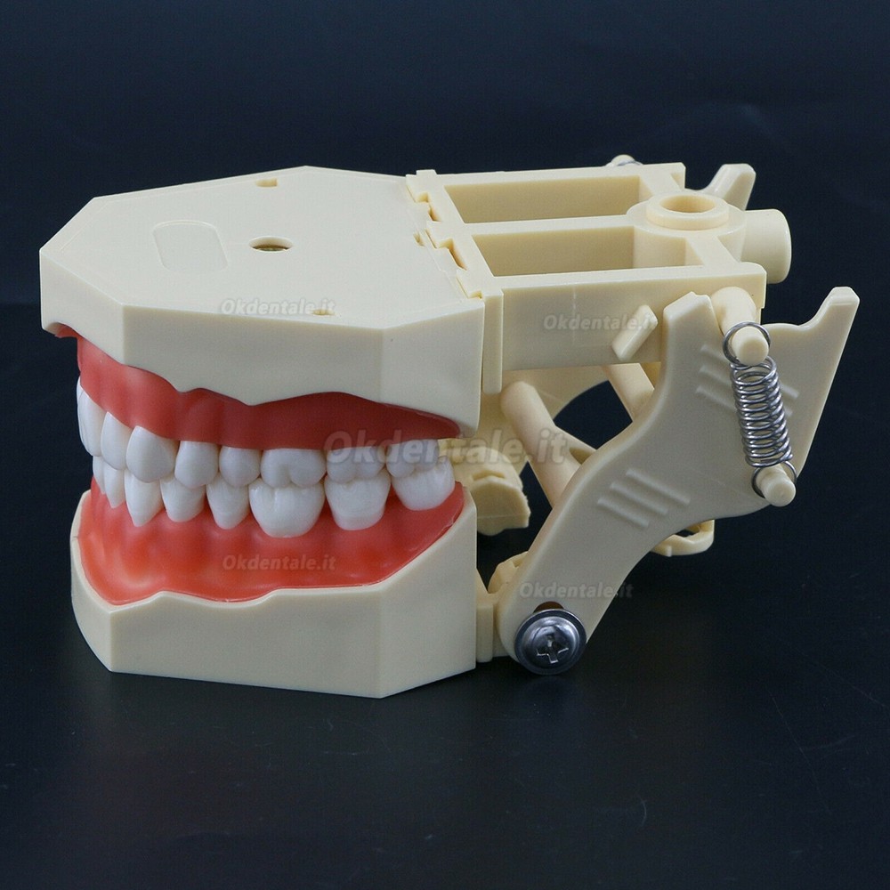 Modello typodont protesico dentale M8014 32 pezzi denti compatibile Frasaco AG3