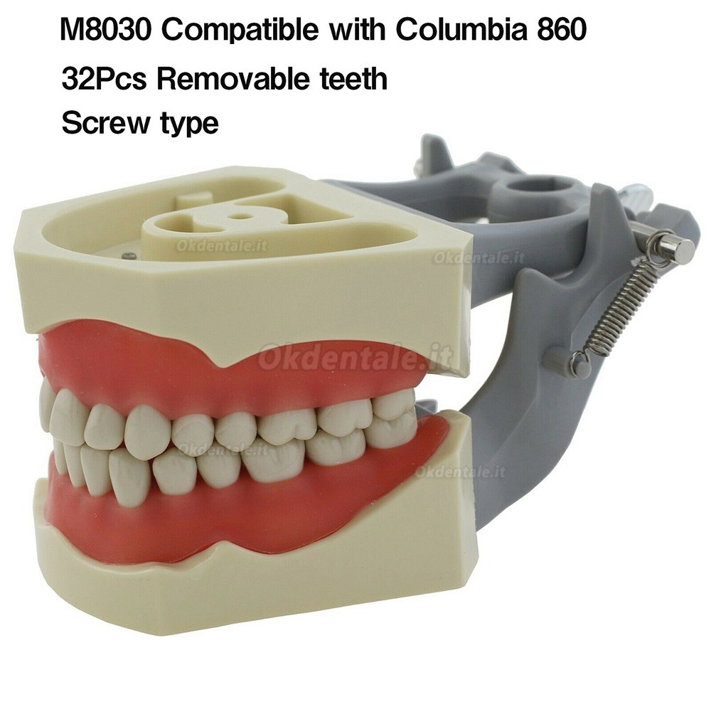 Modello typodont protesico dentale M8030 32 pezzi denti compatibile Columbia 860