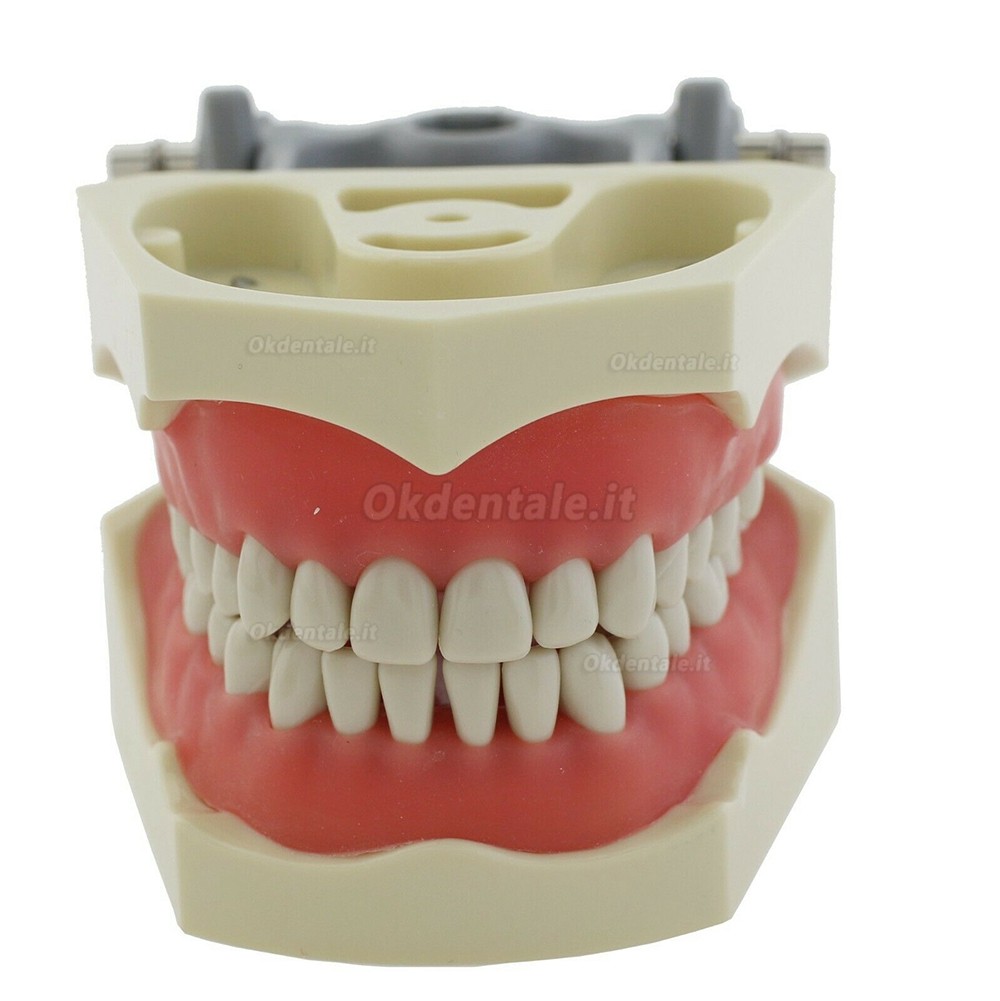 Modello typodont protesico dentale M8030 32 pezzi denti compatibile Columbia 860