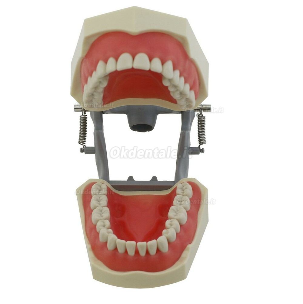 Modello typodont protesico dentale M8030 32 pezzi denti compatibile Columbia 860