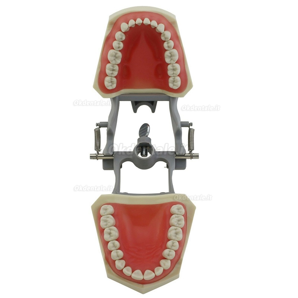 Modello typodont protesico dentale M8030 32 pezzi denti compatibile Columbia 860