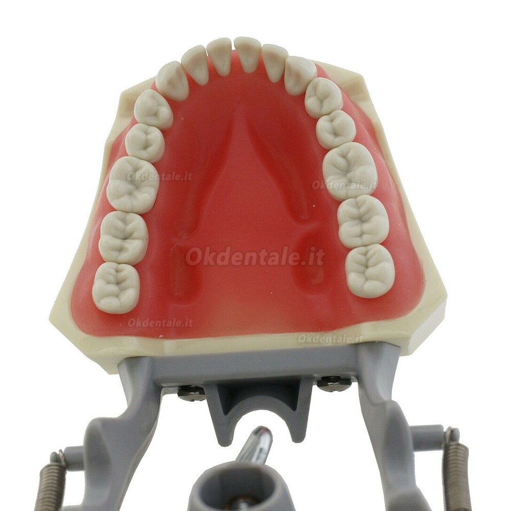 Modello typodont protesico dentale M8030 32 pezzi denti compatibile Columbia 860