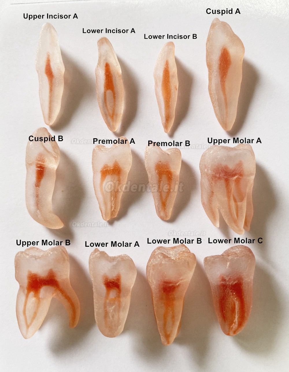 12 pezzi repliche di denti di simulazione 3D (per pratica del Lime endodontiche dentali)