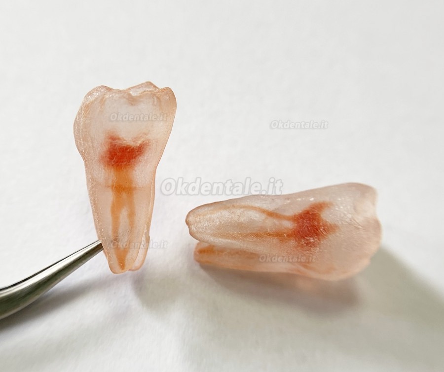 12 pezzi repliche di denti di simulazione 3D (per pratica del Lime endodontiche dentali)