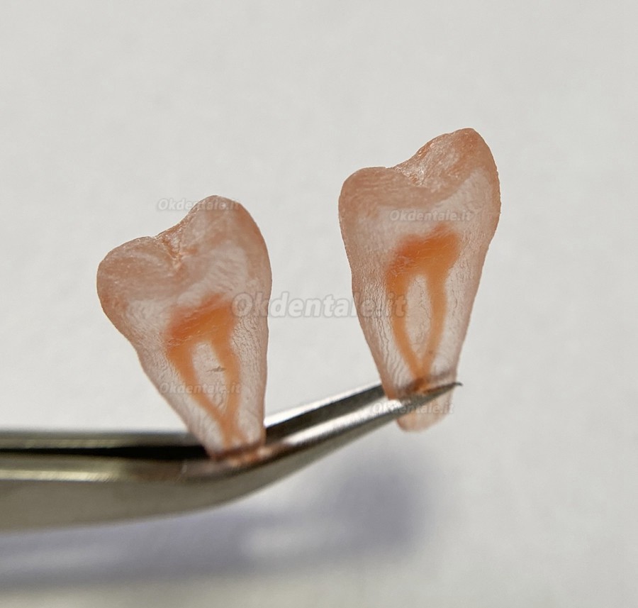 12 pezzi repliche di denti di simulazione 3D (per pratica del Lime endodontiche dentali)