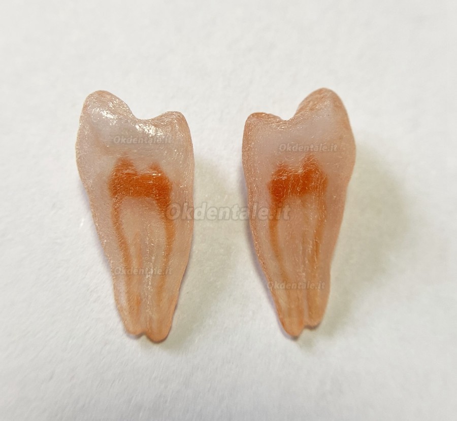 12 pezzi repliche di denti di simulazione 3D (per pratica del Lime endodontiche dentali)