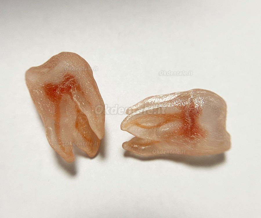 12 pezzi repliche di denti di simulazione 3D (per pratica del Lime endodontiche dentali)