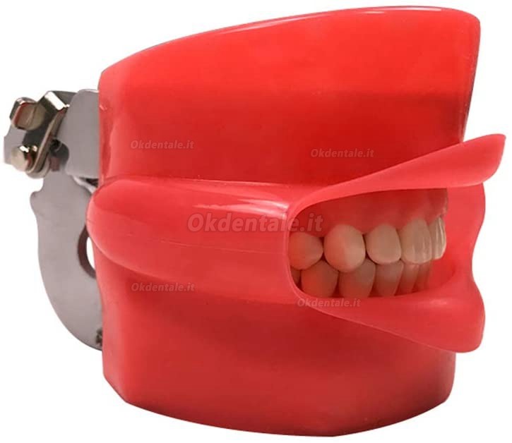 Manichino didattico per cure odontoiatriche (simulatori dentali da banco)