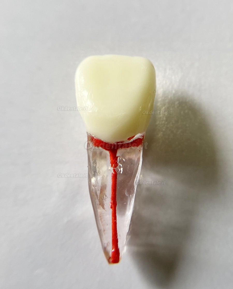 Modello di denti dentali per pratica del Lime endodontiche dentali