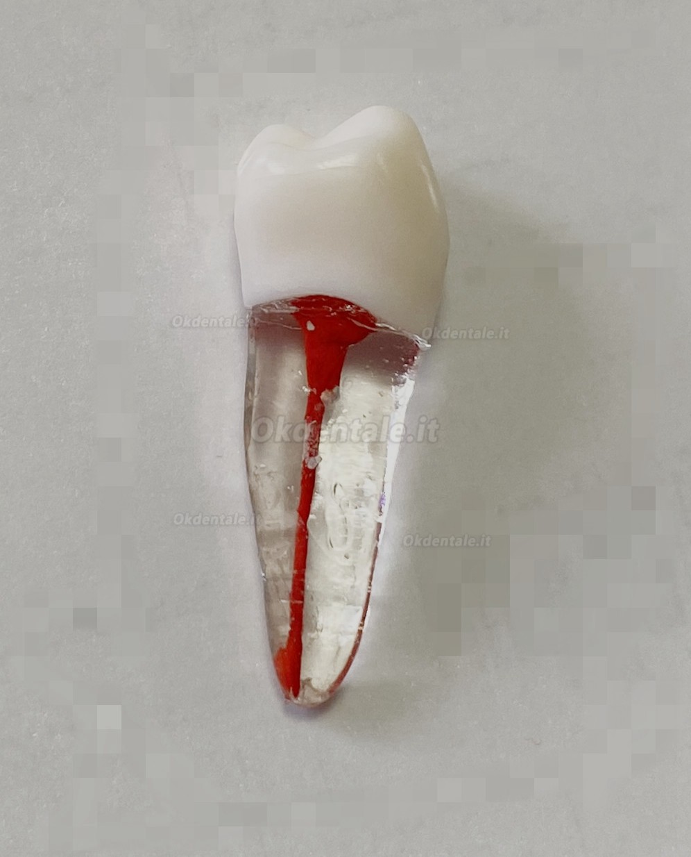 Modello di denti dentali per pratica del Lime endodontiche dentali