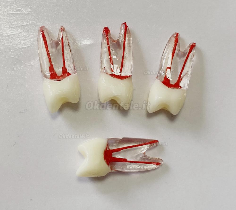 Modello di denti dentali per pratica del Lime endodontiche dentali