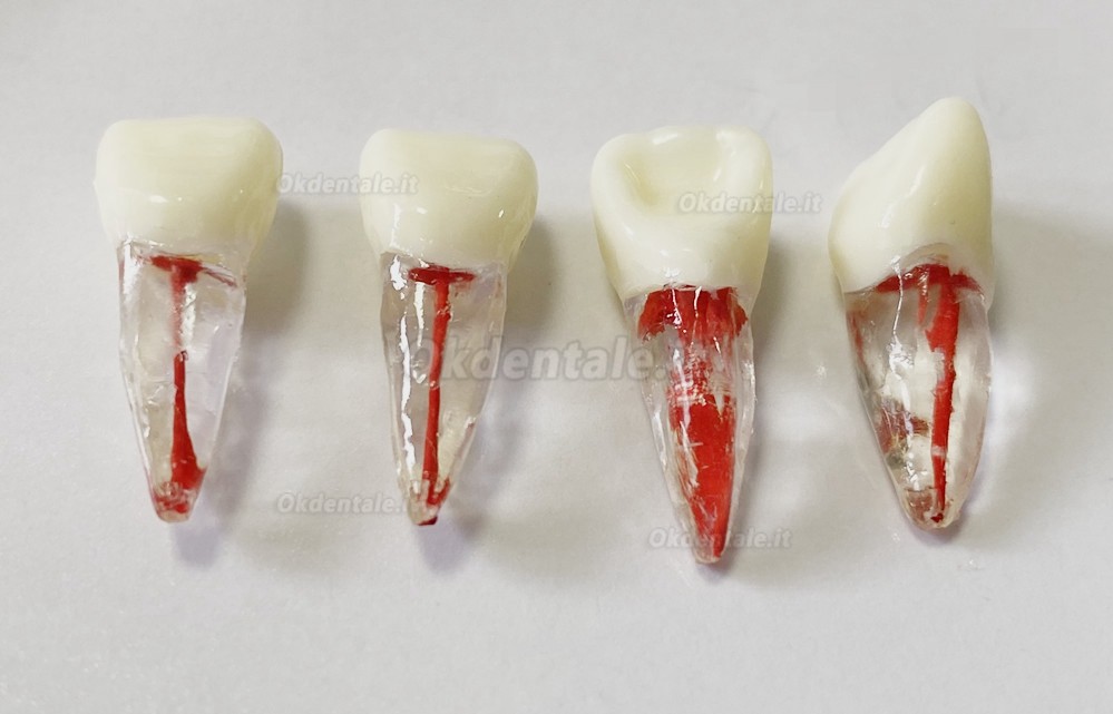 Modello di denti dentali per pratica del Lime endodontiche dentali