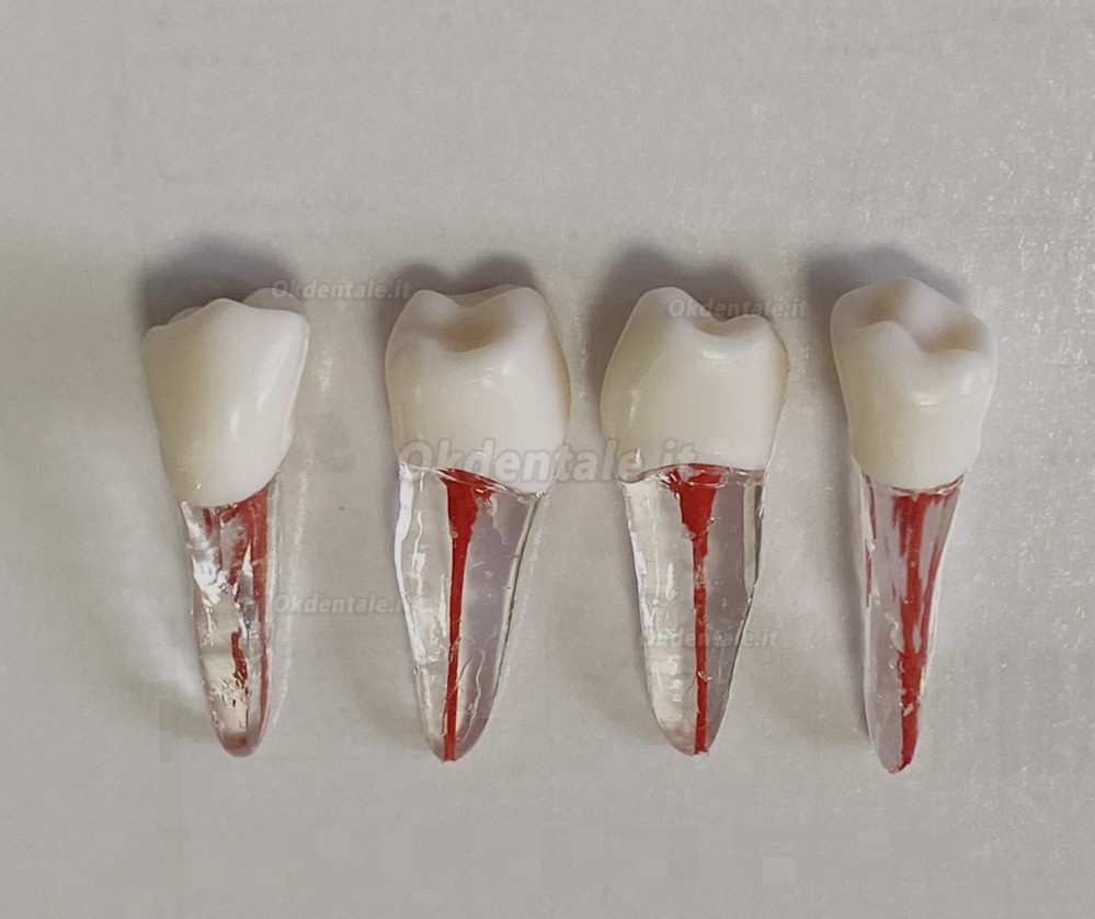 Modello di denti dentali per pratica del Lime endodontiche dentali
