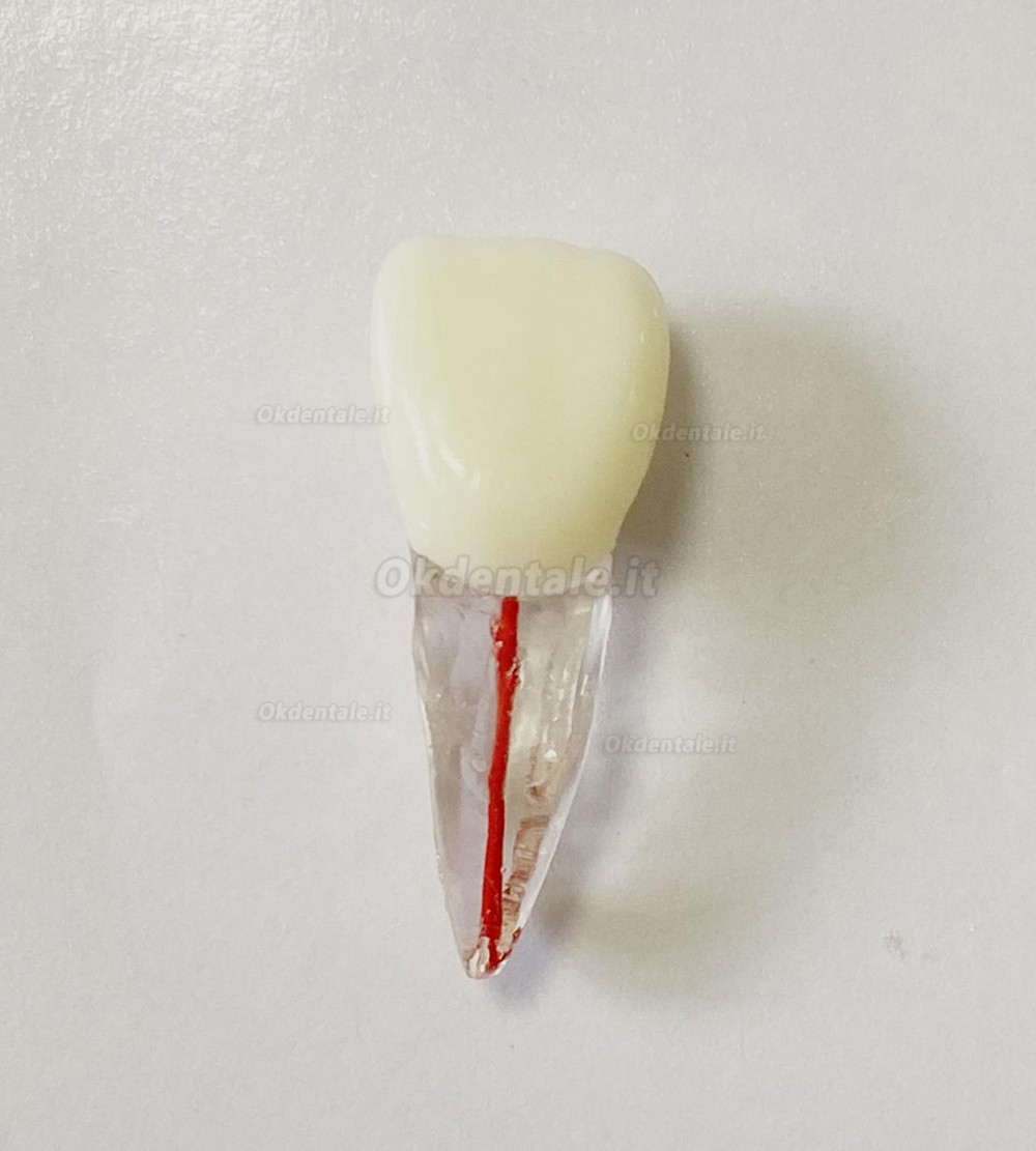 Modello di denti dentali per pratica del Lime endodontiche dentali