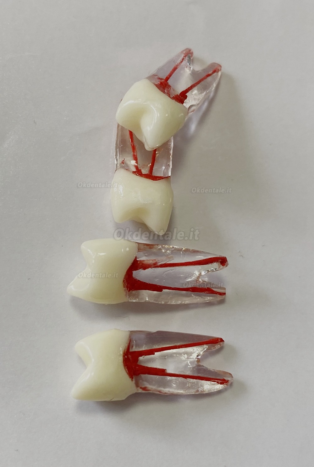 Modello di denti dentali per pratica del Lime endodontiche dentali