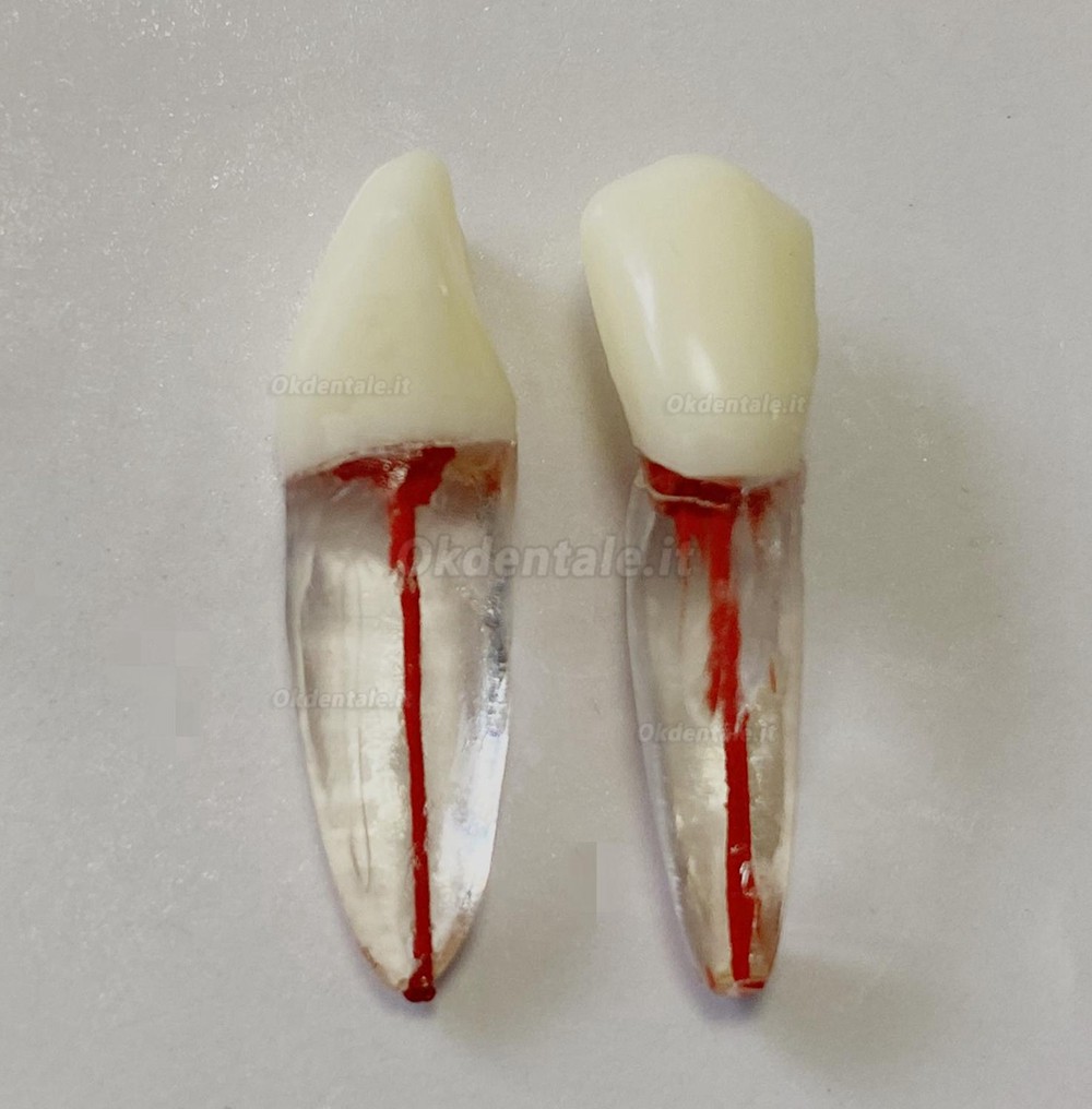 Modello di denti dentali per pratica del Lime endodontiche dentali