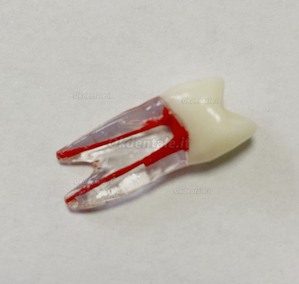 Modello di denti dentali per pratica del Lime endodontiche dentali