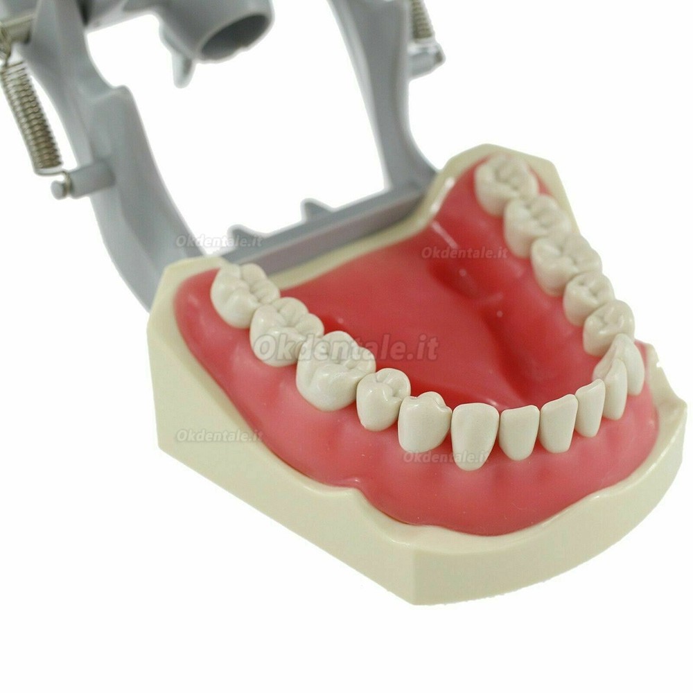 Dental Typodont Model With Pole Mount Practice 32 Pcs Teeth